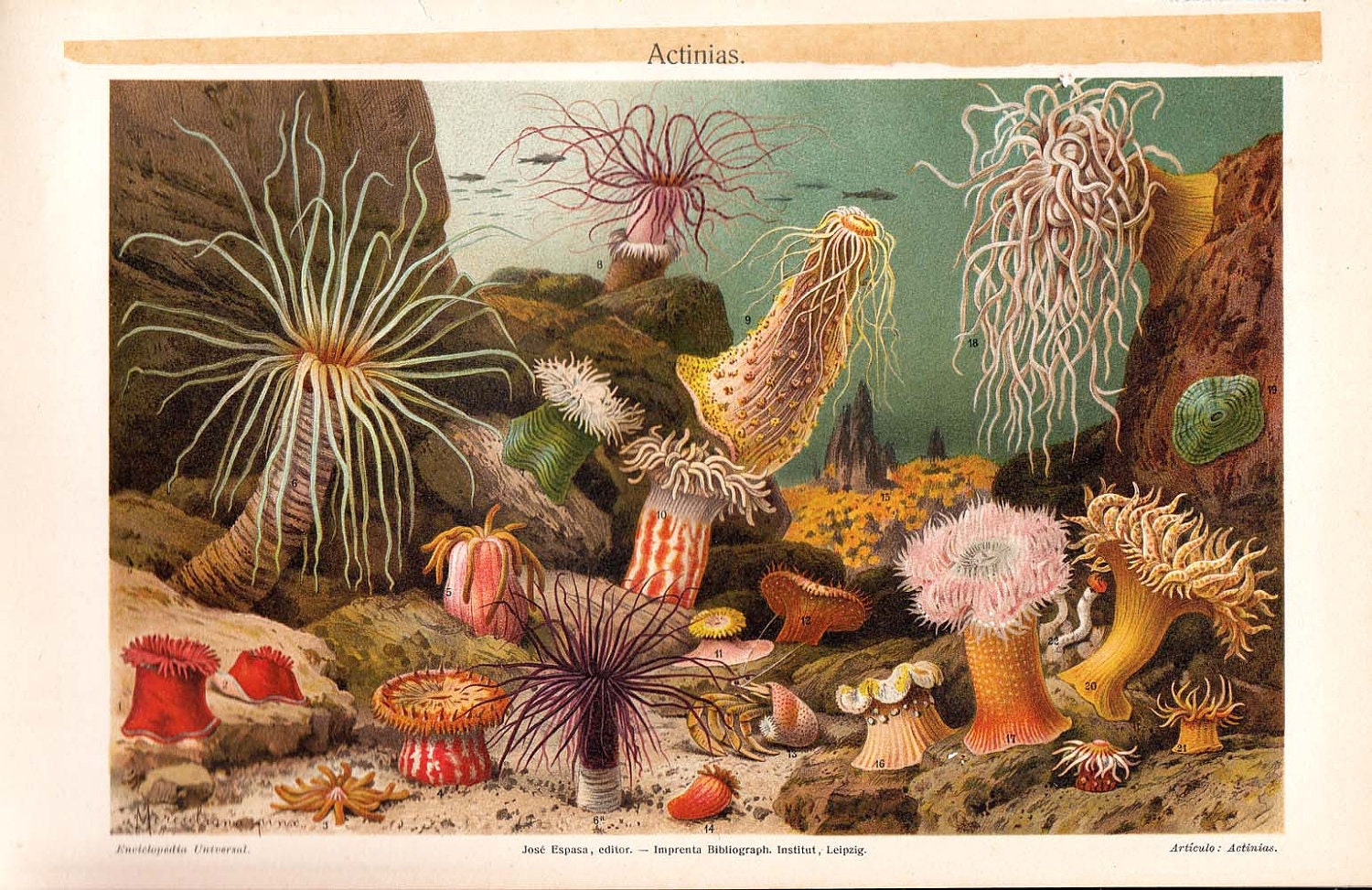 Sea Anemones Antique Chromolithograph