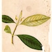 Vintage Botanical Print Flora Timor Plant Timonius sericeus Catimum