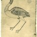 Vintage Bird Print Stork Sketch Drawing, Art Print, Jabiru Maranhao Brazil