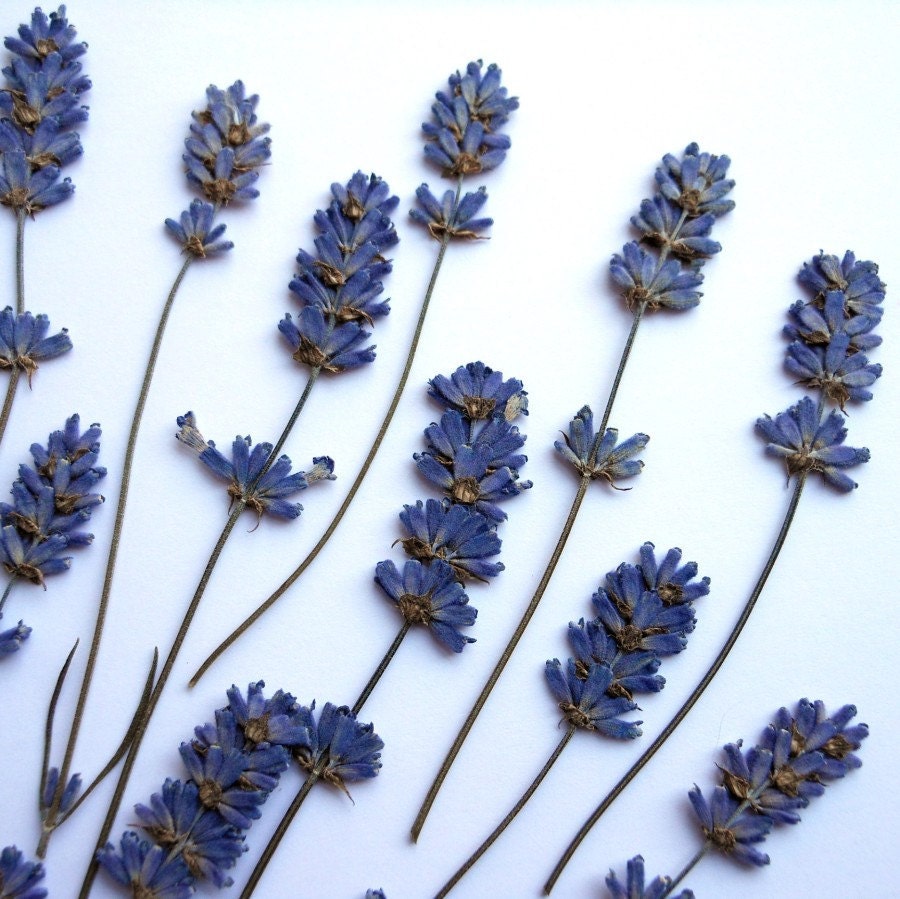 Last set Lavender Pressed Dried with Stem Real Flowers