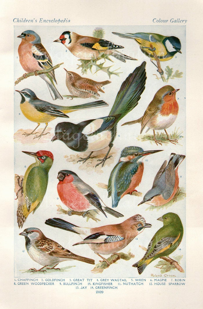 Vintage Bird Print Natural History Antique Illustration Bird feathers Gold Finch Sparrow Wren Robin Feathers Gull