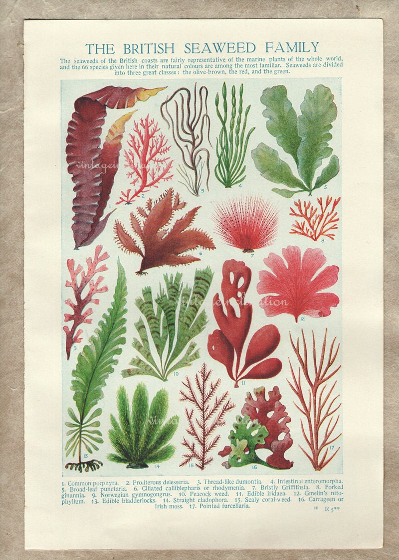 Vintage Botanical Print Antique BRITISH SEAWEED, plant print botanical print, bookplate art print, sea plants plant wall print wall art