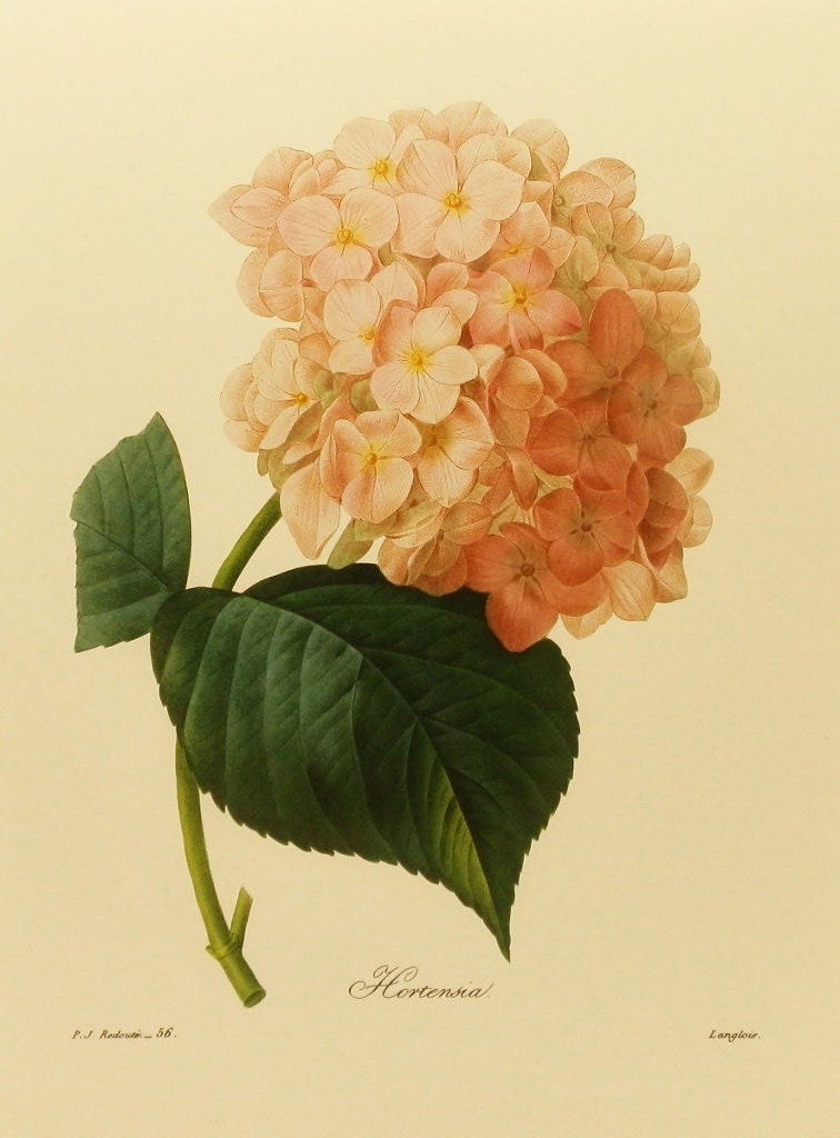 Redoute Flower Print, Hydrangea, French Country Home Decor, Botanical Illustration, Flower Book Plate No. 56