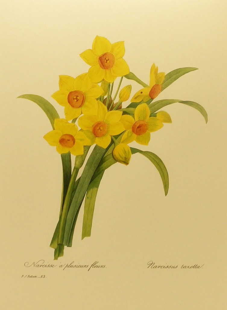 one daffodil