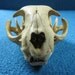 Cat's Skull...Found Object for Mixed Media Projects & Crafts
