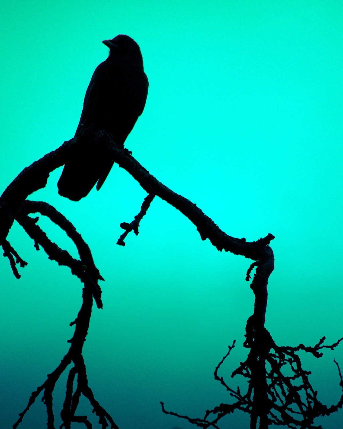 Teal Crow, Stillness 8 x10 Photography