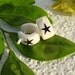 Tiny Organic Bone Star Stick Earrings - Tribal Style Stick Earrings - Rock Star Punk pierced stud post hoop