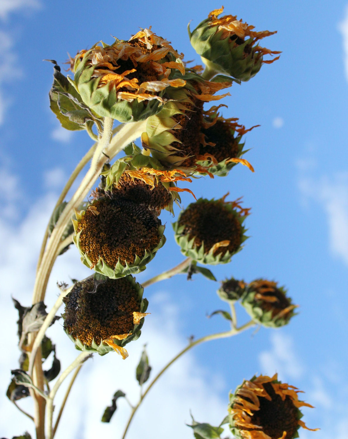 Tall Sunflowers Blowing in the Cool Autumn Breeze 8x10 Photo (Other print sizes available) - in Stock - sun flower wind Colorado