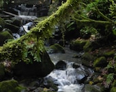 Mossy Branch and Waterfall Rain Forest near Seattle, Washington 8x10 Photo (Other print sizes available) - in Stock - water fall green deco