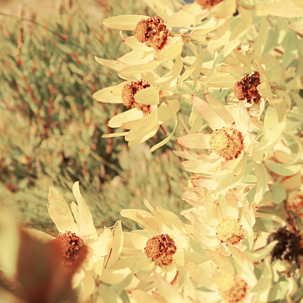 8x8 - Golden - Autumn Fall Colors, Gold Yellow Wall Decor, Botanical Art Print, Flower Photography, Country Cottage Home