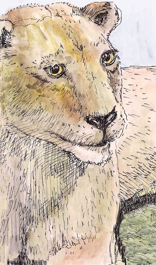 Lioness: fine art watercolor painting children room nursery wall art decor room archival PRINT signed giclee art print, 8.5x11 orange brown