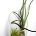 Air Plant Wall Mount Glass Terrarium Tillandsias Butzii and Neglecta Glass Terrarium