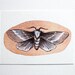 Two Moths - Watercolor Painting - Archival Art Print