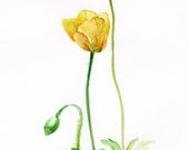 Flower painting, Yellow Papaver, Fine Art Print of original watercolor, botanical, white, green yellow, wall decor, floral illustration