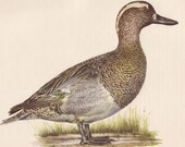 Bird Print, Wildlife Book Art  Illustration to Frame, Vintage Home Decor, Wall Hanging, The Garganey, Horizontal