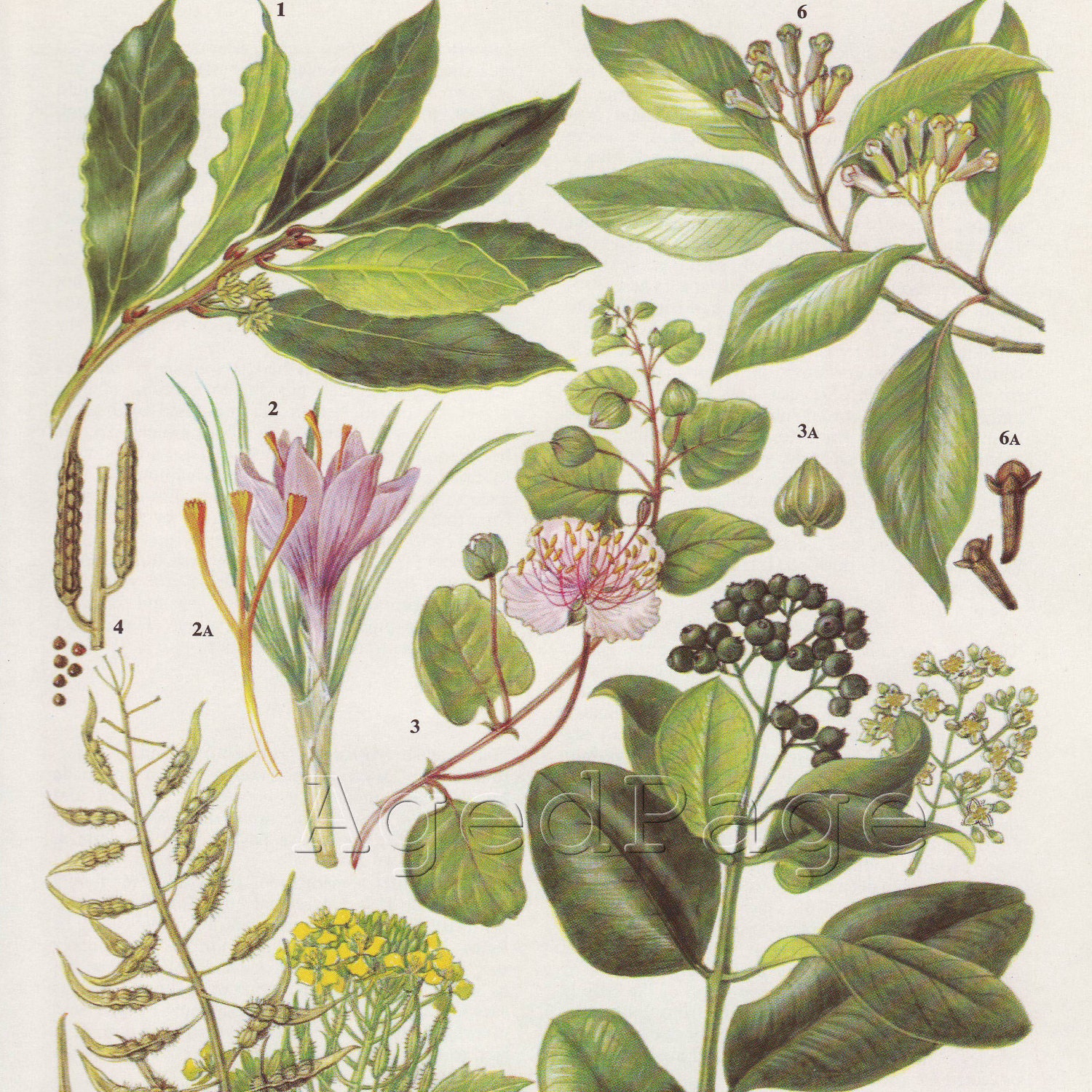 Vintage Botanical Print, Spice Plant Illustration to Frame, Home and Garden Decor, Saffron, Caper, Allspice 133