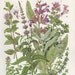 Vintage Botanical Print, Art Illustration to Frame, Home and Living Wall Decor, Peppermint Spearmint Thyme 141