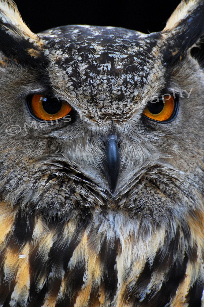 Amber Eyes, Owl, Masculine, Blank Greeting Card, Photo Card - MairsPhotography