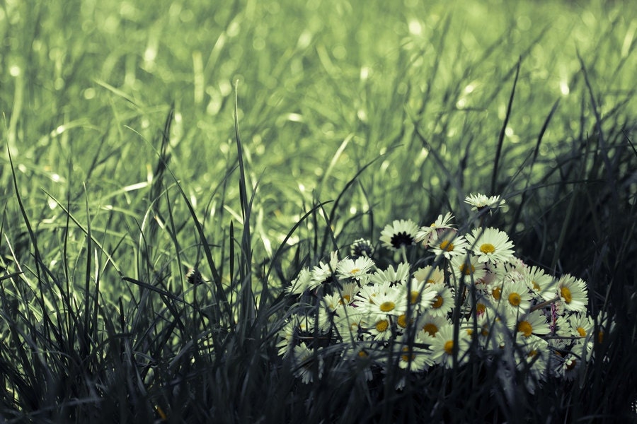 Flower Photography, Daisy Bouquet Lawn Photography, Fine Art Print,  Green Grass Woodland 8x10 or 8x12 chartreuse