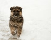 German Shepherd Baby Dog Photography Fine Art Canvas Print or Photo Paper Print 8x10 or 8x12
