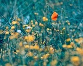 Flower Field Photograph, Fine Art Photography Print, Whimsical flower print 8x10 or 8x12