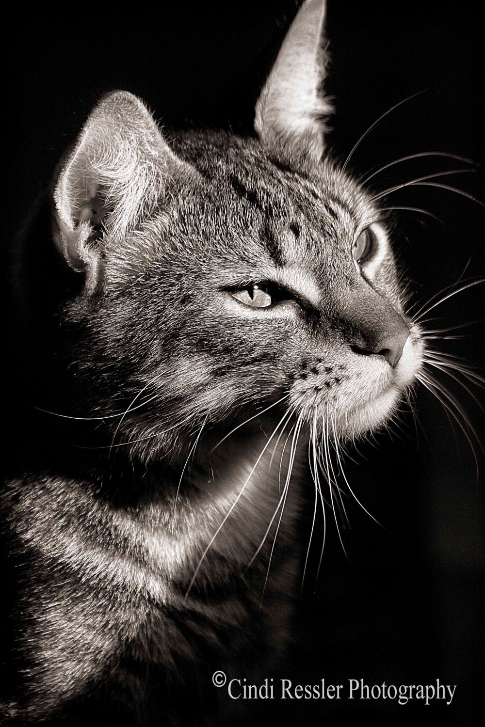 Dexter, 5x7 Fine Art Photography, Cat Portrait, Black & White Photography, Charity item - CindiRessler