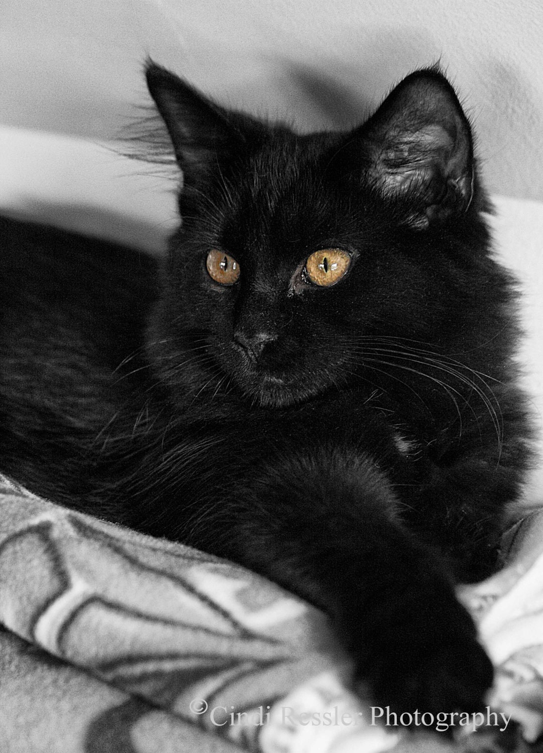 Maggie, 5x7 Fine Art Photography, Cat Portrait, Black and White Photography, Charity item - CindiRessler