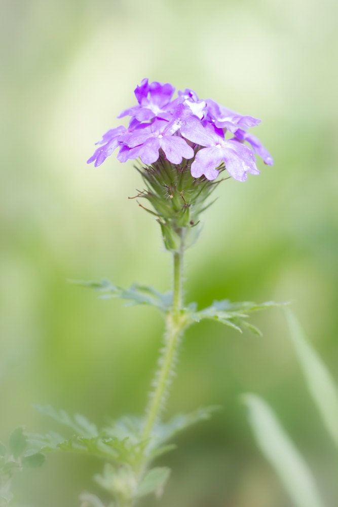 Blank Greeting Card - Purple Blue Moss Verbena
