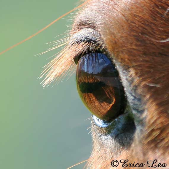 Horse Eye Photo Macro Picture Western Photography 5x5 Fine Art Print The Road