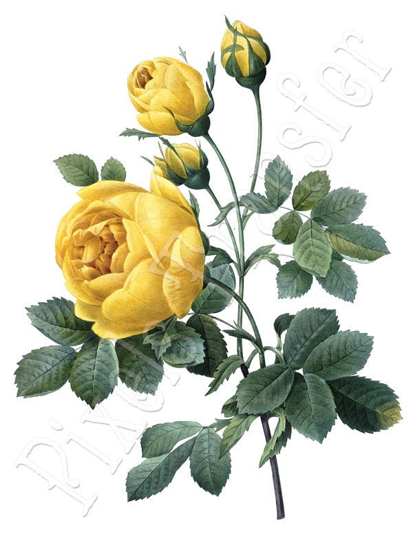 clipart yellow roses free - photo #43