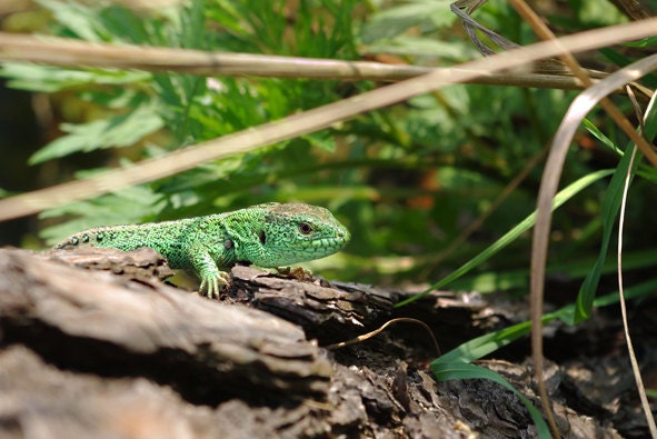 Print 8x12 - Green Lizard