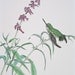 Female Anna's Hummingbird 2  (Limited Edition Giclee Print)