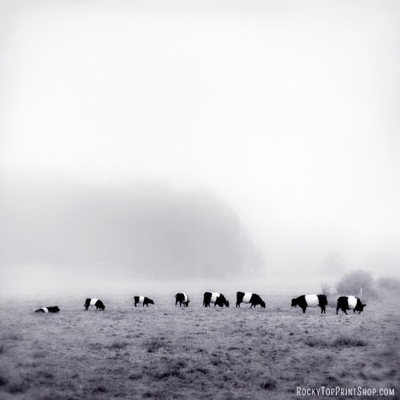Black and White Photography Cow Art Print, Farm Animal Photography, Belted Galloway Cow Artwork, Minimalist Art, Animal Art Print, Cow Photo