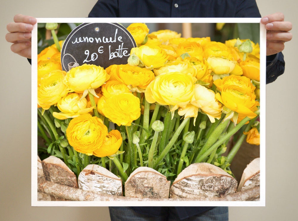 Paris Flowers, Yellow Ranunculus -- Paris Photography, 16x20 Large Art Prints - Flower Art, Green