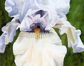 Iris Watercolor Painting White Botanical Garden Flowers Original Artwork by Laurie Rohner