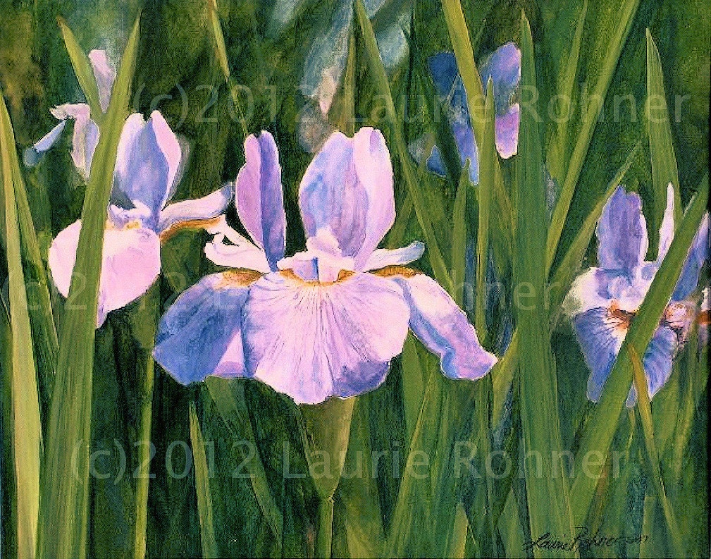 Wild Iris