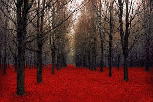 Red and black Nature photography, Canada Forest in Autumn - wall decor for men - hunters cabin - Fiery 8x10