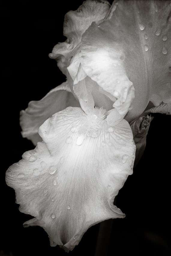 Spring image iris nature blossom curves sensual water droplets petals delicate mom home decor Wishing well 11x14 fine art photo