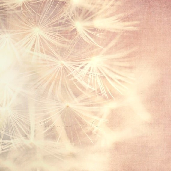 nature photography, all is full of love, surreal dandelion photograph romantic spring botanical silvery white lavender, pink baby nursery
