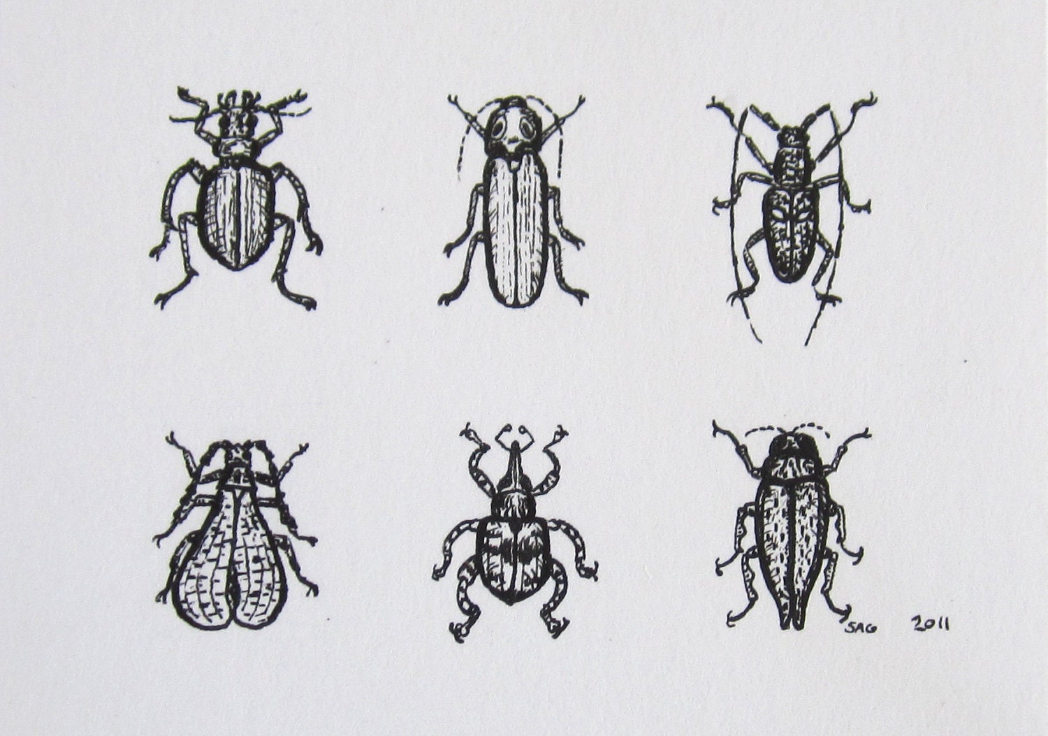 Mini Beetles - Insect Art Archival Print - Tiny Bug Collection