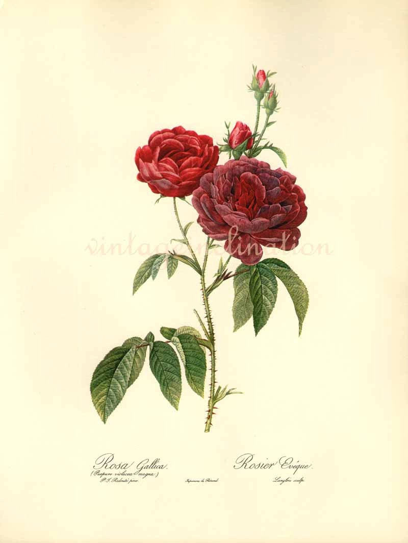 Antique Botanical print ROSA GALLICA Redoute 1963 garden flowers art, vintage botanical rose flowers bookplate art print