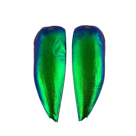 SALE - 2pcs Jewel Beetle Elyctra Wings, Drilled and Trimmed, Sternocera - 30% OFF