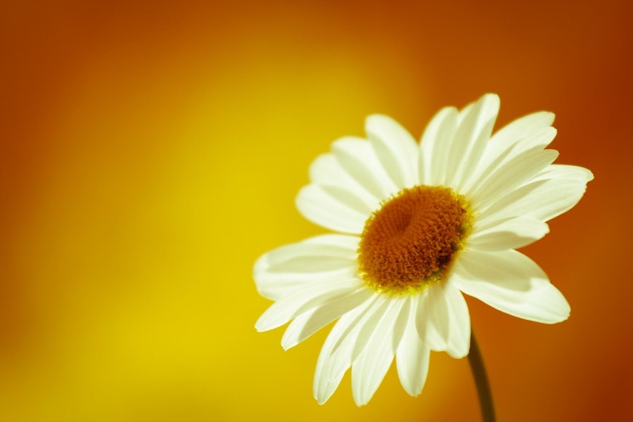 Fine Art Photography, Daisy Flower Photography, Orange Yellow Bright Macro Photography, Fina Art Print, Home Decor 8x10 or 8x12, Sun