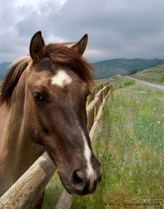 Horse Photography -Horse Pictures -5x7 Print -Horse Lover -Western Decor -Equestrian Art -Colorado Fine Art Photography