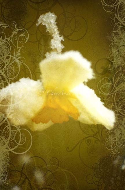 Flower Art   Snowy Springtime Daffodil of Chiffon Yellow with Snow Crystals    photography print 5x8