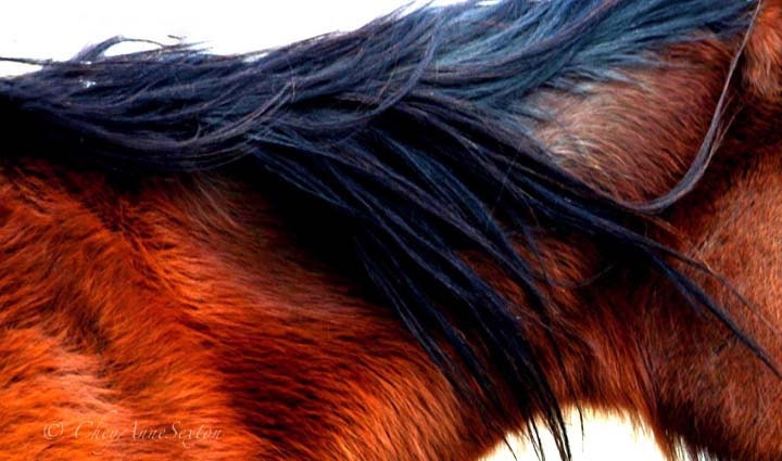 Equine Art- Winter Coat of Warmth and Winter Light - horse study 20x30 - Panoramic Photographic giclee print