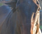 Equine Photography  Horse with Mane Blowing in Wind Sunny Day Print Greeting Card Wall Art Home Decor Print