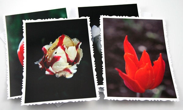 Tulip Solitude, set of 4 cards