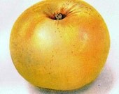 Patten Apples 1908 USDA Fruit Botanical Lithograph Edwardian Era Agriculture Print To Frame