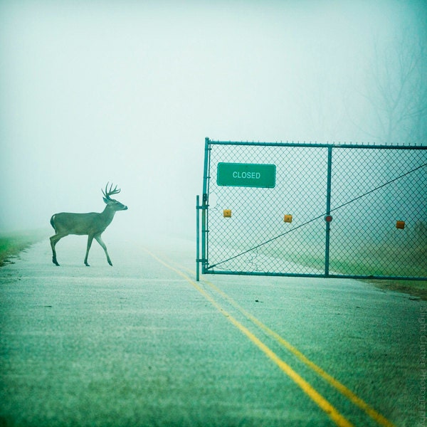 queen's guard - deer photo, wildlife photography, buck, antlers, signage, closed, animal, fog, mist, - decorative